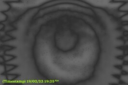 PEER HEMPEL Visual Artist